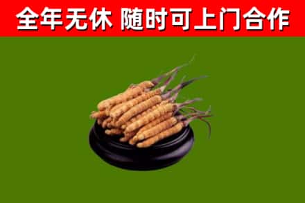 赞皇回收冬虫夏草