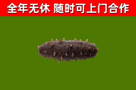 赞皇回收海参干